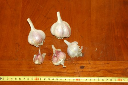 Vekak Czech Garlic