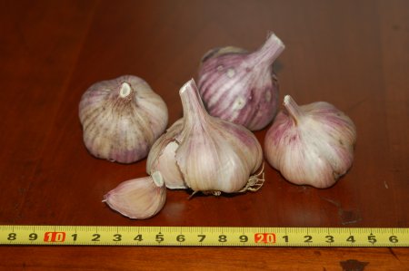 Xian Garlic